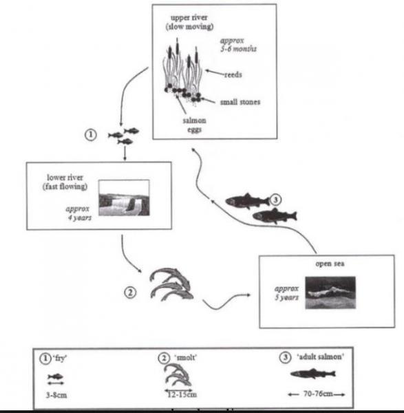 The diagram below show the life cycle of a species of large fish called the salmon Summarise the